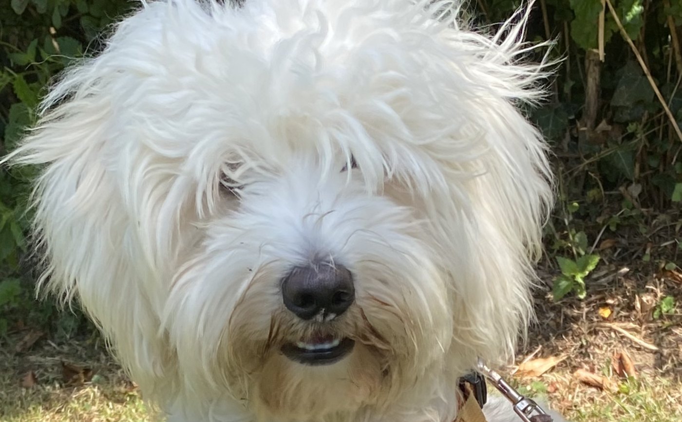 Franky, Chef-Tester von Pet Shop Toys